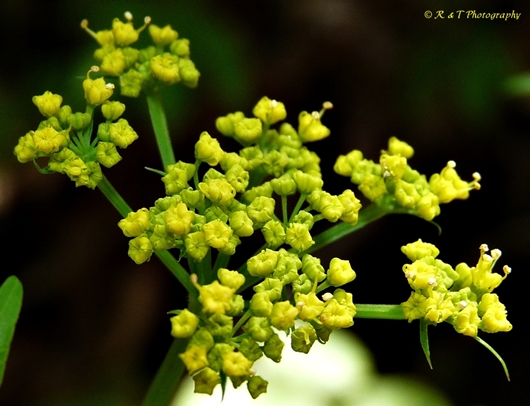 {Thaspium barbinode}